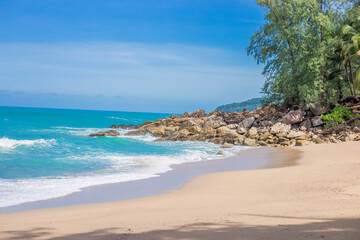 中药仙草的性质和药效