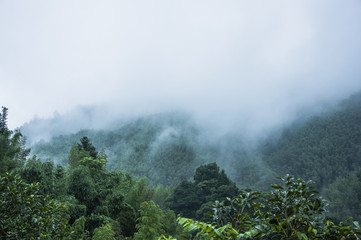 中药仙草的性质和药效